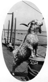 Bill,
                  mascot of USS Rhode Island, photographed by F. R.
                  Sargent c.1913 (Source: Naval History and Heritage
                  Command
https://www.history.navy.mil/content/history/nhhc/our-collections/photography/us-navy-ships/battleships/rhode-island-bb-17/NH-101128.html)