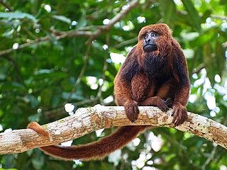 Brown Howler
                    Monkey by Peter Schoen (Source:
                    https://commons.wikimedia.org/wiki/File:Brown_Howler_Monkey_6.jpg