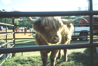 Highland Cow