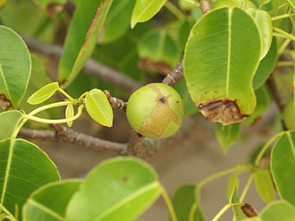 Manchineel Fruit photo by Hans Hillewaert
                      (Source:
https://commons.wikimedia.org/wiki/File:Hippomane_mancinella_(fruit).jpg)