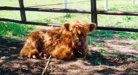 Highland Calf