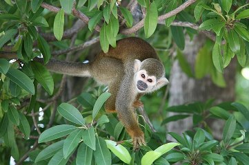 Golden-backed Squirrel
                    Monkey by Cliff (Source:
                    https://commons.wikimedia.org/wiki/File:Saimiri_ustus.jpg)