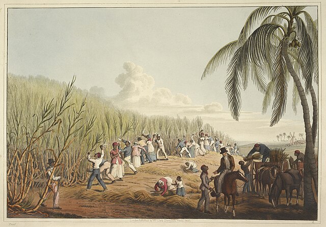 Slaves cutting the sugar cane by
William Clark (Source:
https://commons.wikimedia.org/wiki/File:Slaves_cutting_the_sugar_cane_-_Ten_Views_in_the_Island_of_Antigua_(1823),_plate_IV_-_BL.jpg)