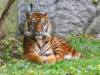Sumatran Tiger
                by Monika Betley (Source:
https://commons.wikimedia.org/wiki/File:Panthera_tigris_sumatran_subspecies.jpg)