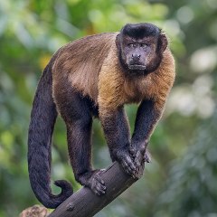 Tufted Capuchin by
                    Basile Morin