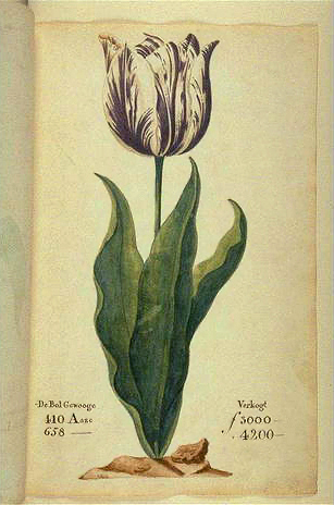 The Viceroy
                  Tulip from P. Cos's 1637 tulip book Verzameling Va Een
                  Meenigte Tulipaanen (Source: Wikimedia Commons)