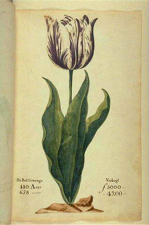 The Viceroy
                  Tulip from P. Cos's 1637 tulip book Verzameling Va Een
                  Meenigte Tulipaanen (Source: Wikimedia Commons)