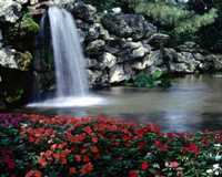 Waterfall with flowers