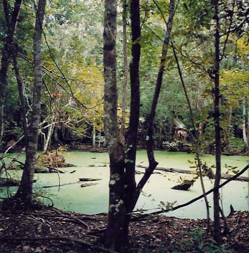 Bayou