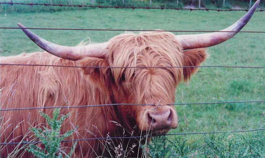 Highland cow