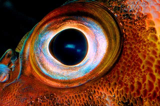 eye.JPG