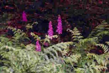 Foxglove