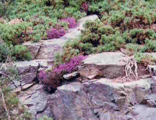 Heather in Scottish Highlands