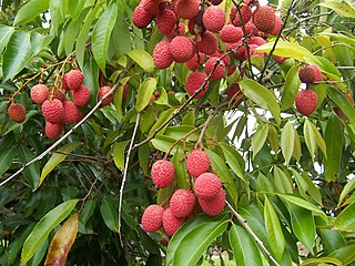 Lychee fruit by
                                B.navez (Source:
                                https://commons.wikimedia.org/wiki/File:Litchi_chinensis_fruits.JPG)