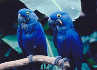 Macaws