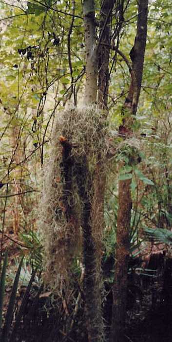 Spanish Moss
