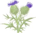 Return to Thistles & Pirates