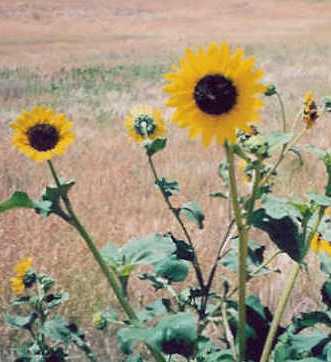 Sunflowers