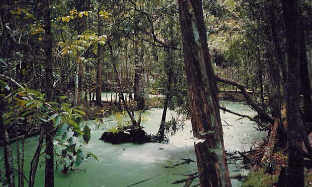 Bayou