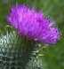 Thistle -- Top of Page